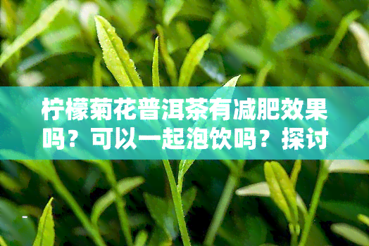 柠檬菊花普洱茶有减肥效果吗？可以一起泡饮吗？探讨其功效与作用