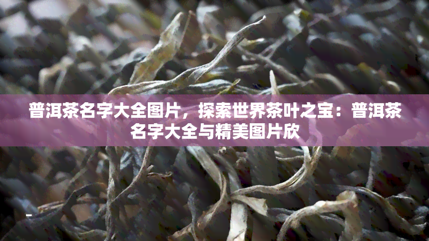 普洱茶名字大全图片，探索世界茶叶之宝：普洱茶名字大全与精美图片欣