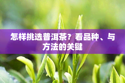 怎样挑选普洱茶？看品种、与方法的关键