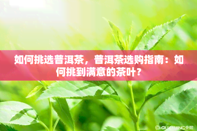 如何挑选普洱茶，普洱茶选购指南：如何挑到满意的茶叶？