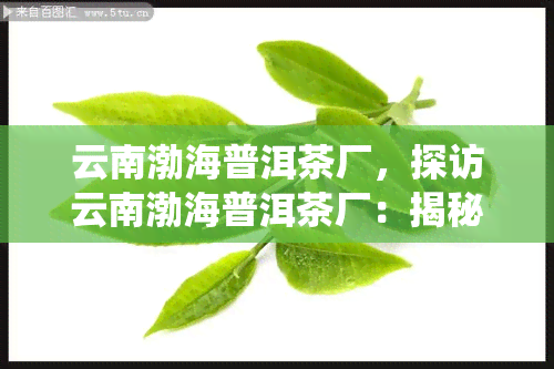 云南渤海普洱茶厂，探访云南渤海普洱茶厂：揭秘千年古茶树与传统制茶工艺