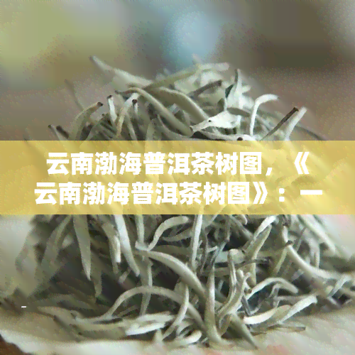 云南渤海普洱茶树图，《云南渤海普洱茶树图》：一幅描绘古茶文化历的珍贵画卷