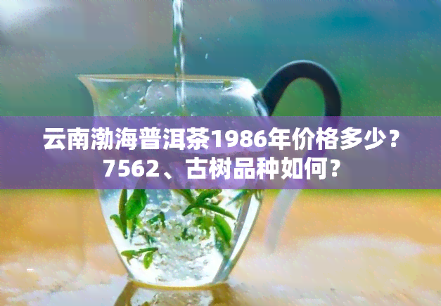 云南渤海普洱茶1986年价格多少？7562、古树品种如何？