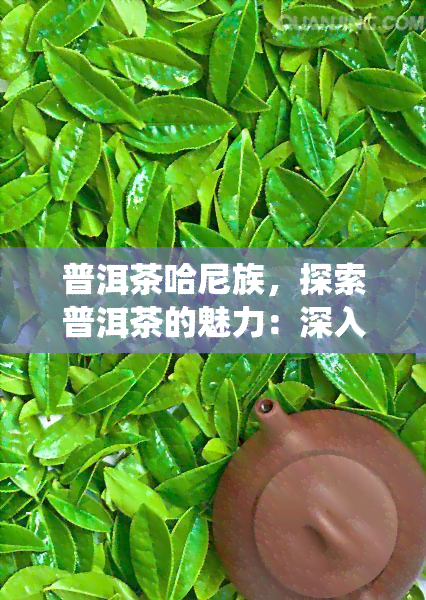 普洱茶哈尼族，探索普洱茶的魅力：深入了解哈尼族的传统制茶工艺