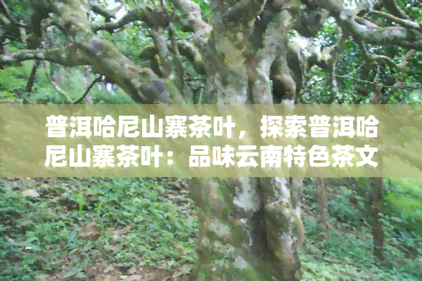 普洱哈尼山寨茶叶，探索普洱哈尼山寨茶叶：品味云南特色茶文化