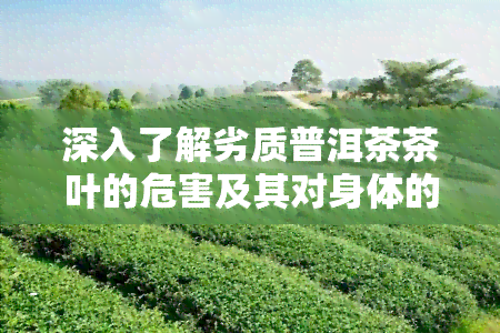 深入了解劣质普洱茶茶叶的危害及其对身体的影响