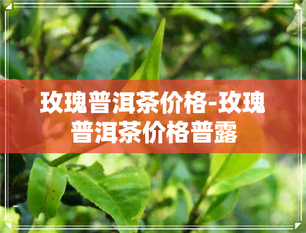 玫瑰普洱茶价格-玫瑰普洱茶价格普露