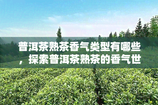 普洱茶熟茶香气类型有哪些，探索普洱茶熟茶的香气世界：种类与特点解析