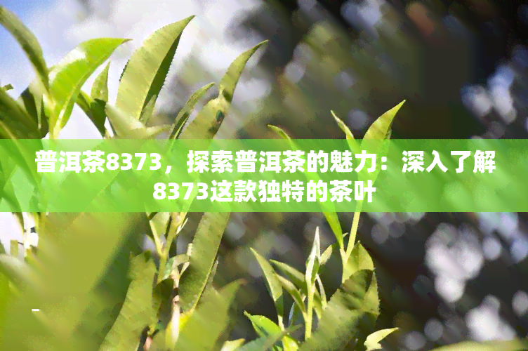 普洱茶8373，探索普洱茶的魅力：深入了解8373这款独特的茶叶