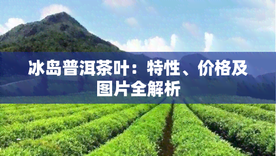 冰岛普洱茶叶：特性、价格及图片全解析