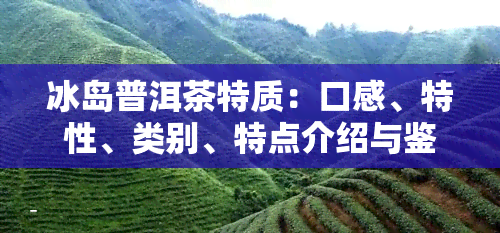 冰岛普洱茶特质：口感、特性、类别、特点介绍与鉴别方式