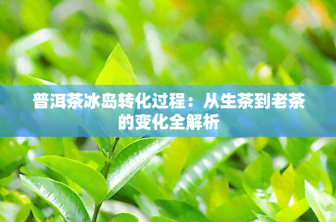 普洱茶冰岛转化过程：从生茶到老茶的变化全解析