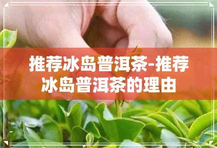 推荐冰岛普洱茶-推荐冰岛普洱茶的理由