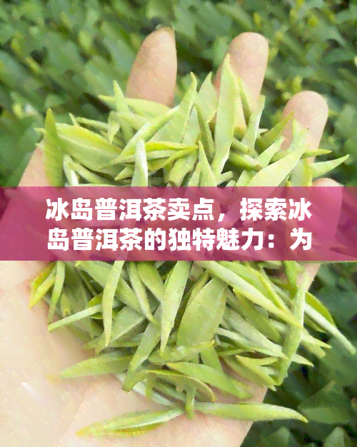 冰岛普洱茶卖点，探索冰岛普洱茶的独特魅力：为什么它是茶叶爱好者的首选？