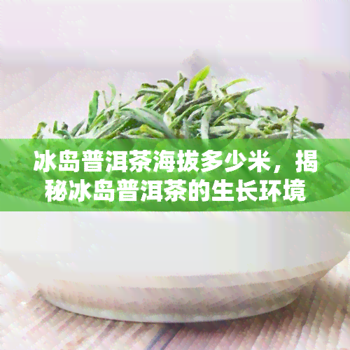 冰岛普洱茶海拔多少米，揭秘冰岛普洱茶的生长环境：海拔高度解析