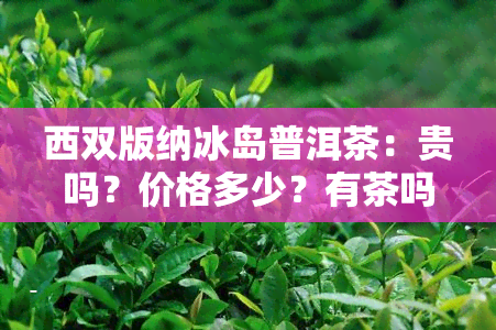 西双版纳冰岛普洱茶：贵吗？价格多少？有茶吗？云南产地介绍