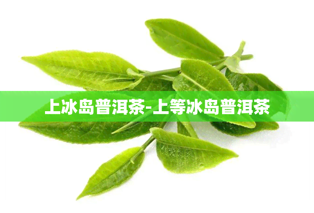 上冰岛普洱茶-上等冰岛普洱茶