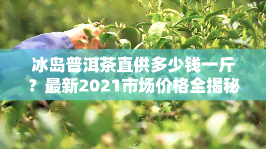 冰岛普洱茶直供多少钱一斤？最新2021市场价格全揭秘！