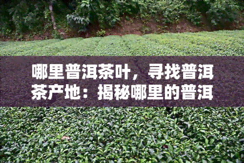 哪里普洱茶叶，寻找普洱茶产地：揭秘哪里的普洱茶叶？