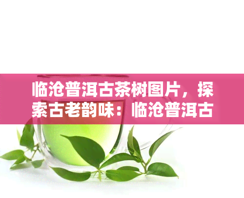 临沧普洱古茶树图片，探索古老韵味：临沧普洱古茶树图片欣