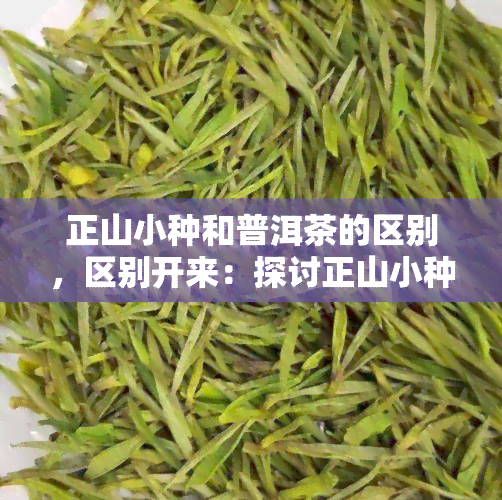 正山小种和普洱茶的区别，区别开来：探讨正山小种与普洱茶的不同之处