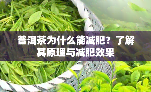 普洱茶为什么能减肥？了解其原理与减肥效果