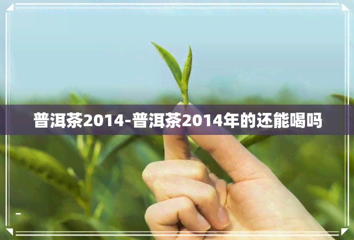 普洱茶2014-普洱茶2014年的还能喝吗