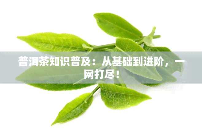 普洱茶知识普及：从基础到进阶，一网打尽！