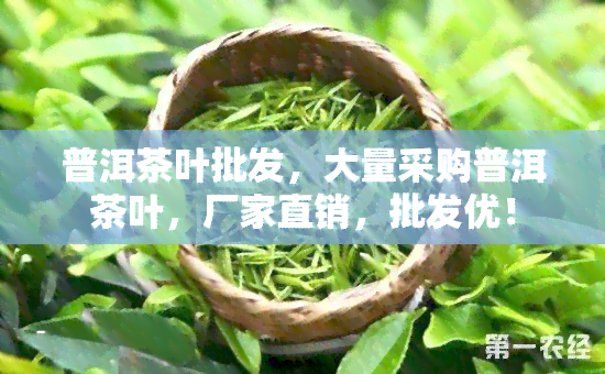 普洱茶叶批发，大量采购普洱茶叶，厂家直销，批发优！