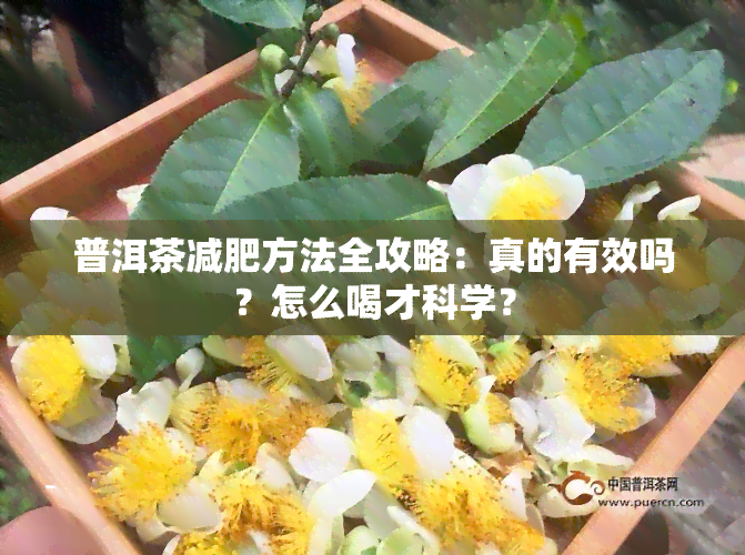 普洱茶减肥方法全攻略：真的有效吗？怎么喝才科学？