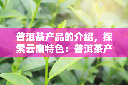 普洱茶产品的介绍，探索云南特色：普洱茶产品的全面介绍