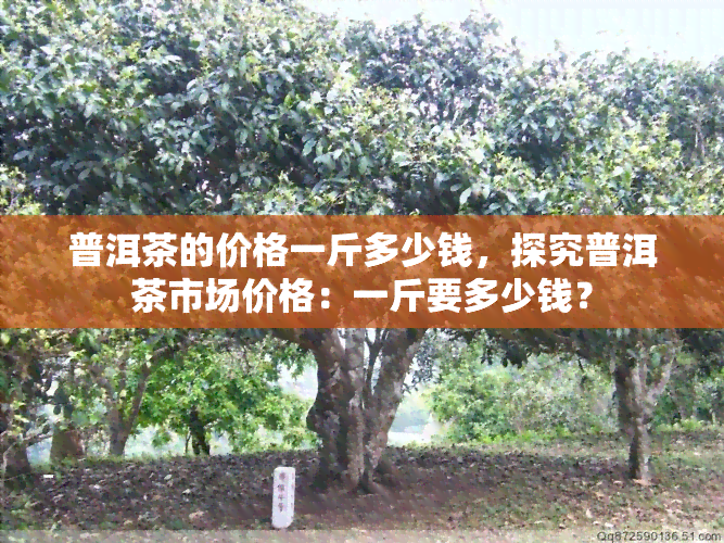 普洱茶的价格一斤多少钱，探究普洱茶市场价格：一斤要多少钱？