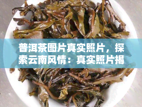 普洱茶图片真实照片，探索云南风情：真实照片揭示普洱茶的魅力