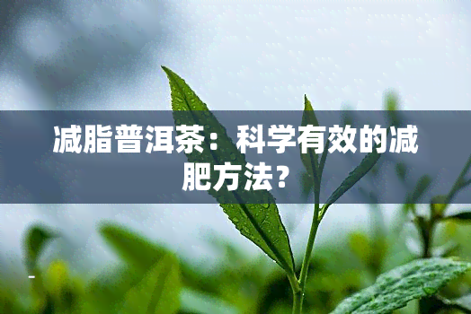 减脂普洱茶：科学有效的减肥方法？