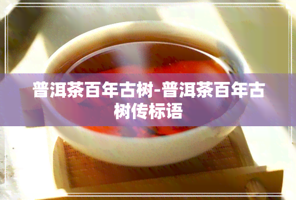 普洱茶百年古树-普洱茶百年古树传标语