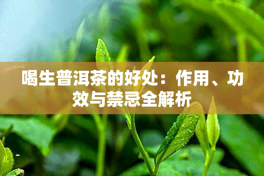 喝生普洱茶的好处：作用、功效与禁忌全解析