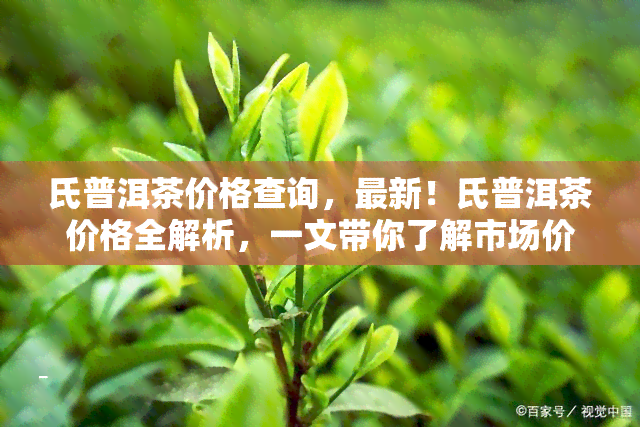 氏普洱茶价格查询，最新！氏普洱茶价格全解析，一文带你了解市场价格