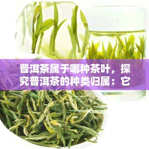 普洱茶属于哪种茶叶，探究普洱茶的种类归属：它属于哪一类茶叶？