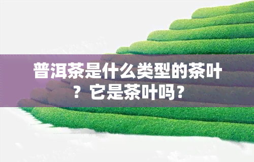 普洱茶是什么类型的茶叶？它是茶叶吗？