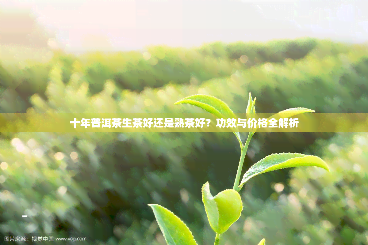 十年普洱茶生茶好还是熟茶好？功效与价格全解析