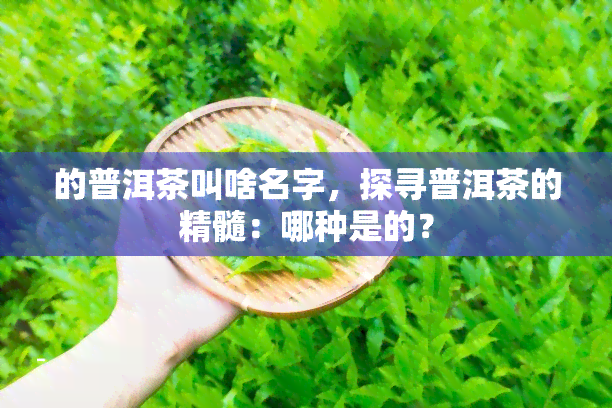 的普洱茶叫啥名字，探寻普洱茶的精髓：哪种是的？