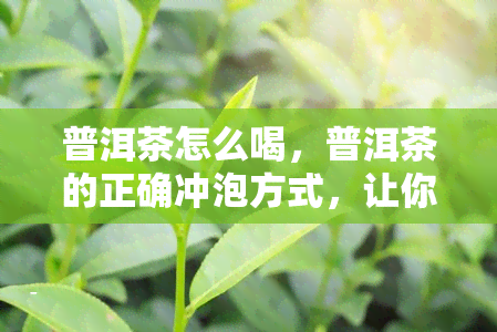 普洱茶怎么喝，普洱茶的正确冲泡方式，让你品尝到口感！