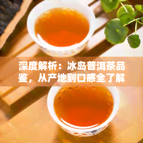 深度解析：冰岛普洱茶品鉴，从产地到口感全了解