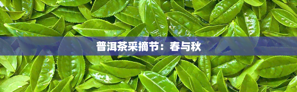 普洱茶采摘节：春与秋