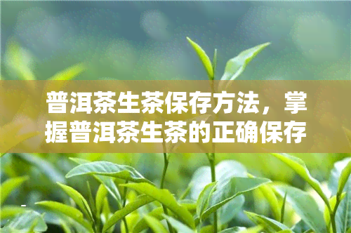 普洱茶生茶保存方法，掌握普洱茶生茶的正确保存方法，让你的茶叶更持久美味！