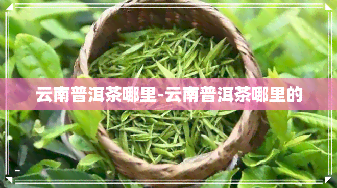 云南普洱茶哪里-云南普洱茶哪里的