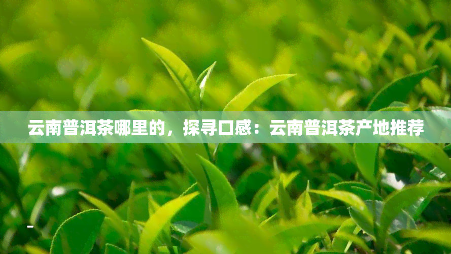 云南普洱茶哪里的，探寻口感：云南普洱茶产地推荐