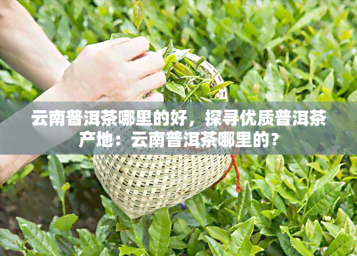 云南普洱茶哪里的好，探寻优质普洱茶产地：云南普洱茶哪里的？