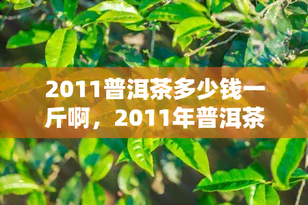 2011普洱茶多少钱一斤啊，2011年普洱茶市场价格，每斤多少钱？