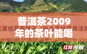 普洱茶2009年的茶叶能喝吗？价值如何？